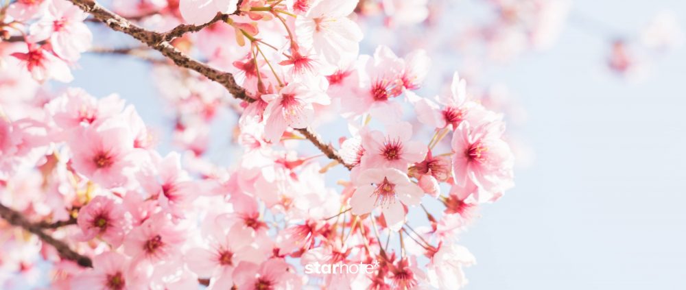 春めく国営昭和記念公園と、桜と花々と。