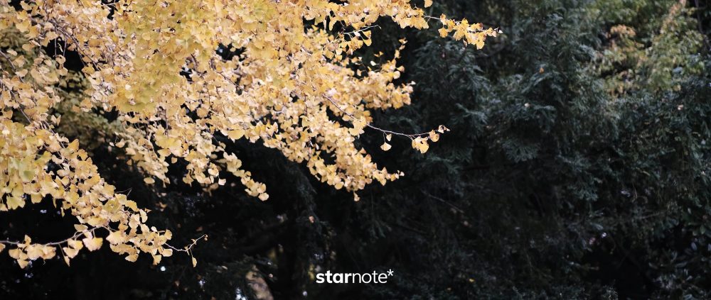また秋がやってきた国営昭和記念公園で、黄色いイチョウ並木の下を散歩する。