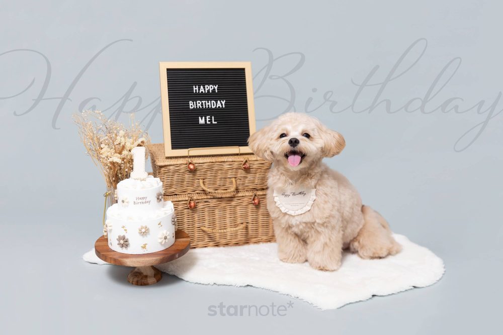 うちの犬が1歳に。写真館での記念撮影とお誕生日ごはんをやりました。