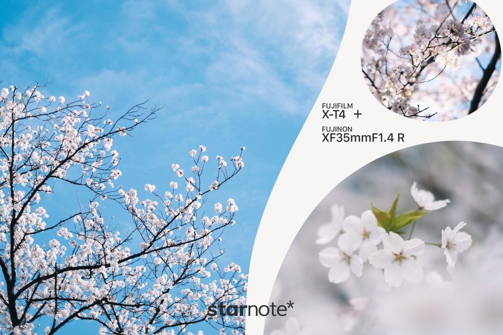FUJINON XF35mmF1.4 R｜日常に咲く桜を撮る