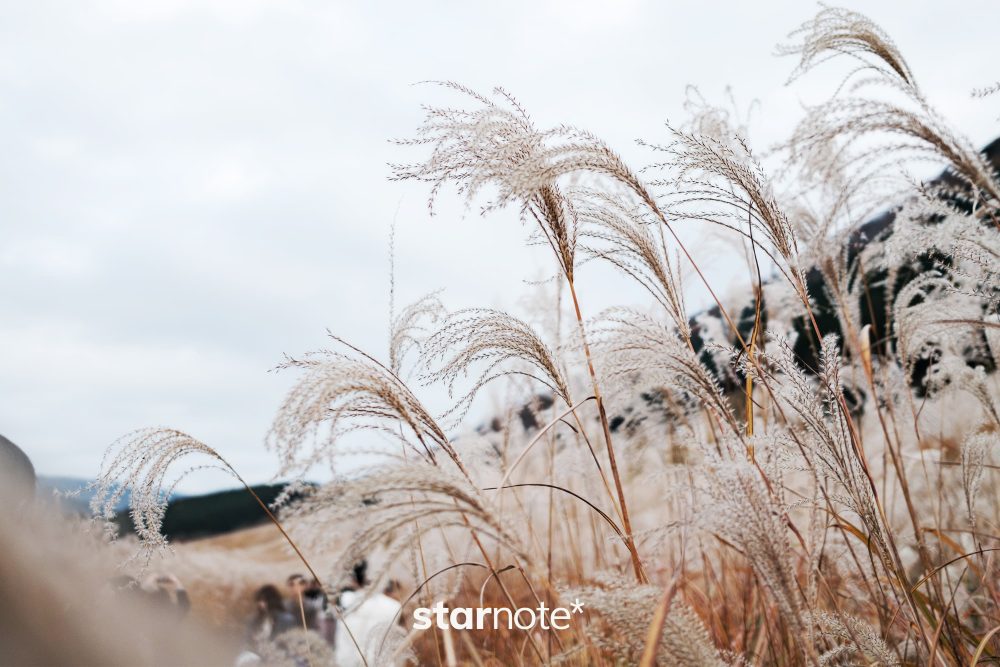 ゆっくり進む箱根の秋を、ゆっくり追いかけた日