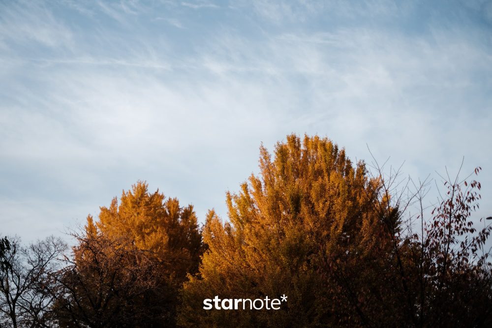 秋が深まる昭和記念公園を、ゆっくり歩いた日